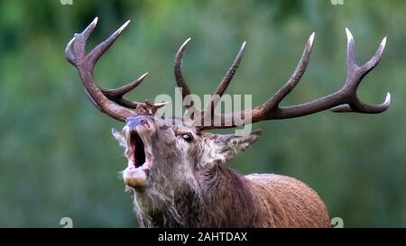 Irish Red Stag Roaring Foto Stock