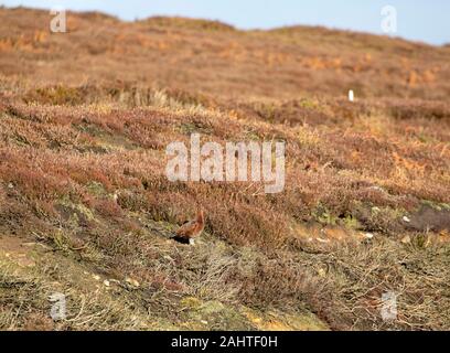 Red Grouse in heather sul comune Muggleswick Foto Stock
