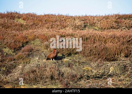 Red Grouse in heather sul comune Muggleswick Foto Stock