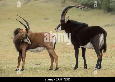 Sable Antelope, Hippotragus niger, Gondwana Game Reserve, Sud Africa Foto Stock
