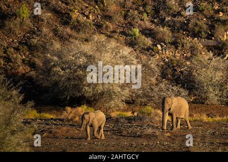 Gli elefanti africani nel Karoo, Loxodonta africana africana, Sanbona Wildlife Reserve, Sud Africa Foto Stock