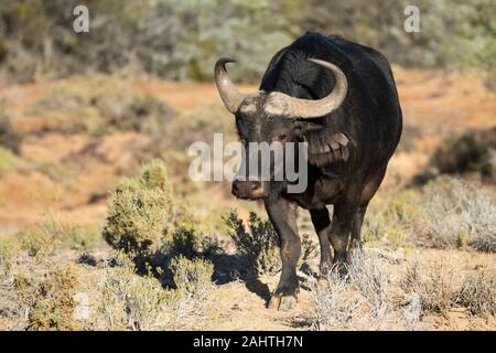 Bufali, Syncerus caffer, Sanbona Wildlife Reserve, Sud Africa Foto Stock