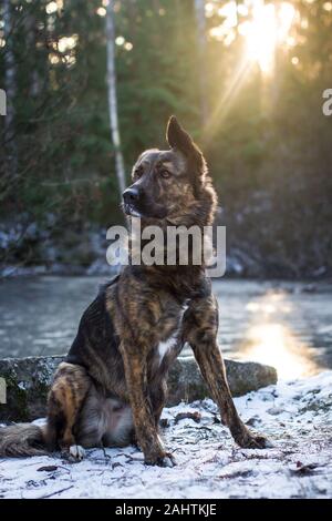 Ritratto di un cane di razza mista brindle seduto, contro il sole Foto Stock