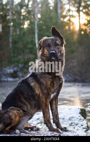 Ritratto di un cane di razza mista brindle seduto, contro il sole Foto Stock