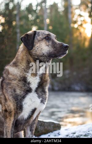 Ritratto di un cane di misbreed brindle contro il sole Foto Stock