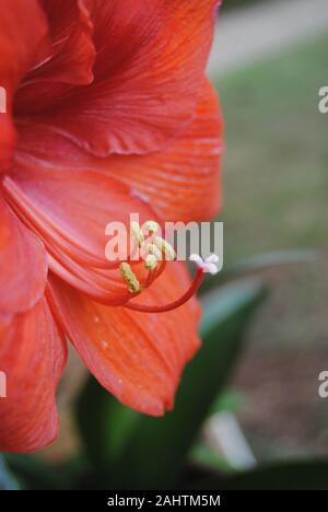 Primo piano di un colore rosso brillante Amaryllis con sfondo sbiadito Foto Stock