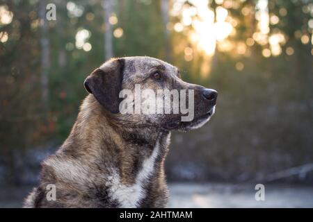 Ritratto di un cane di misbreed brindle contro il sole Foto Stock