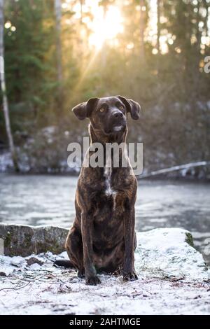 Ritratto di un cane di razza mista brindle seduto, contro il sole Foto Stock