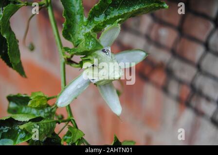 Fioritura di granadiglie/Granadilla Vine Foto Stock