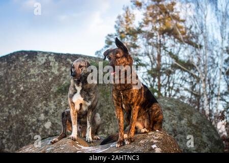 Due cani di misbreed brindle seduti sulle rocce Foto Stock