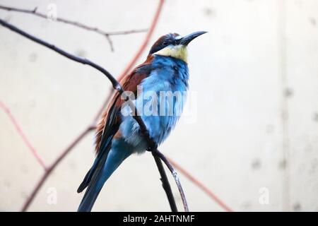 Europeo coloratissimo gruccione Merops apiaster seduto su un ramo Foto Stock