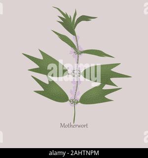 Erbacee perenni motherwort con fiore bianco. Illustrazione Vettoriale