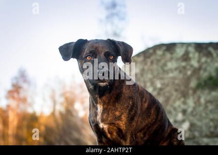 Ritratto di un cane nero brindle mixbreed Foto Stock