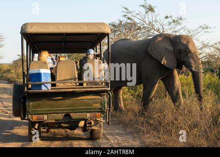 I turisti in safari veicolo guardando elefante africano Loxodonta africana africana, thuja Thuja Game Reserve, Sud Africa Foto Stock