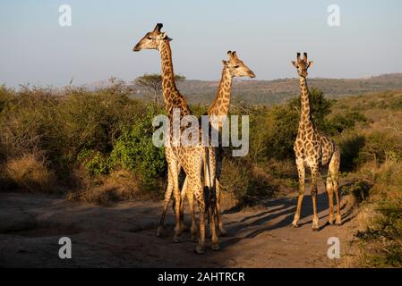 Southern giraffe, Giraffa camelopardalis giraffa, thuja Thuja Game Reserve, Sud Africa Foto Stock