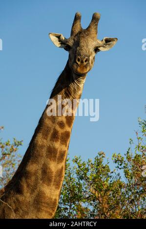 Giraffa meridionale, Giraffa camelopardalis giraffa, thuja Thuja Game Reserve, Sud Africa Foto Stock