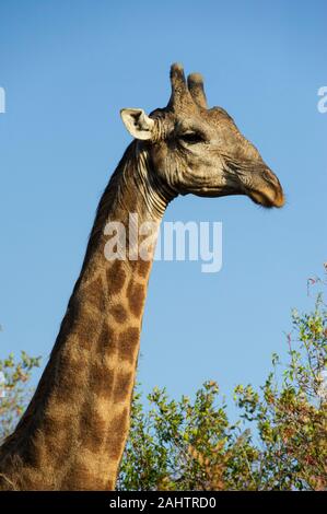 Giraffa meridionale, Giraffa camelopardalis giraffa, thuja Thuja Game Reserve, Sud Africa Foto Stock