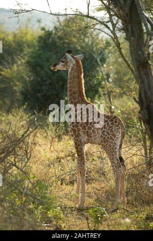 Southern giraffe calf, Giraffa camelopardalis giraffa, thuja Thuja Game Reserve, Sud Africa Foto Stock