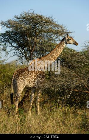 Giraffa meridionale, Giraffa camelopardalis giraffa, thuja Thuja Game Reserve, Sud Africa Foto Stock