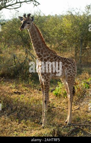 Giraffa meridionale, Giraffa camelopardalis giraffa, thuja Thuja Game Reserve, Sud Africa Foto Stock