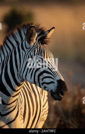 La Burchell zebra, Equus quagga burchellii, thuja Thuja Game Reserve, Sud Africa Foto Stock