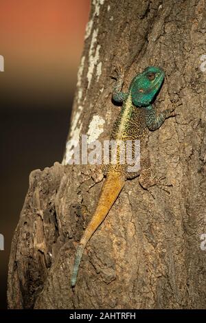 Struttura meridionale AGAMA SA, Acanthocercus atricollis, thuja Thuja Game Reserve, Sud Africa Foto Stock