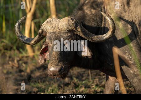 Bufali, Syncerus caffer, iSimangaliso Wetland Park, Sud Africa Foto Stock