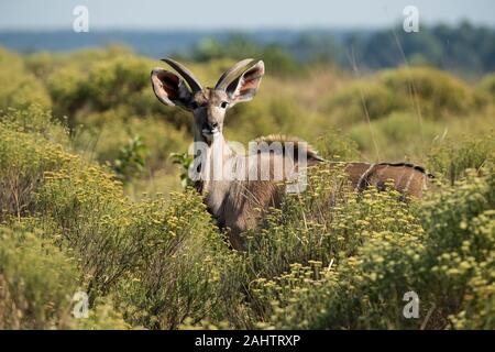 Giovane maschio maggiore kudu, Tragelaphus strepsiceros, iSimangaliso Wetland Park, Sud Africa Foto Stock
