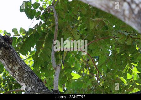 Pappagallo verde in Polonnaruwa in Sri Lanka travel Foto Stock