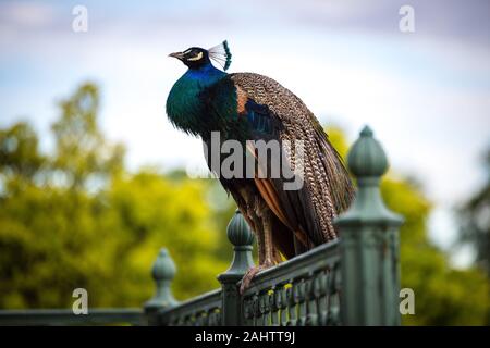 Un bellissimo pavone seduto sulla ringhiera di metallo Foto Stock