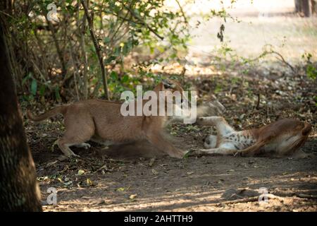 Caracals combattimenti, Caracal caracal Emdoneni, Sud Africa Foto Stock