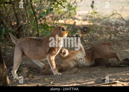 Caracals combattimenti, Caracal caracal Emdoneni, Sud Africa Foto Stock