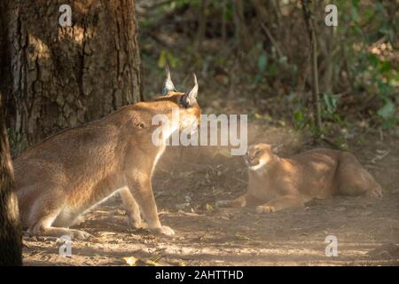Caracals combattimenti, Caracal caracal Emdoneni, Sud Africa Foto Stock