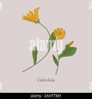 La Calendula è una pianta erbacea pianta medicinale con fiori gialli. Illustrazione Vettoriale