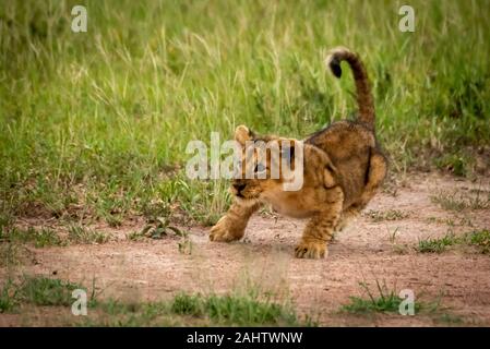 Lion cub sull'erba pronto al grande salto Foto Stock