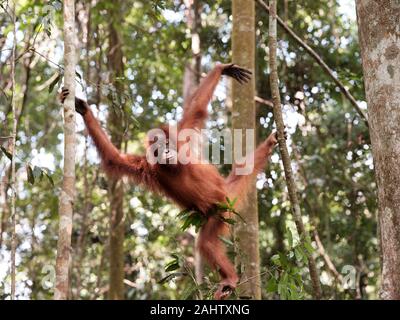 Orangutan indonesiano nella foresta pluviale di Sumatra, Indonesia. Foto Stock