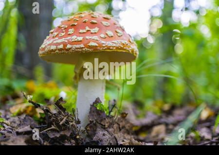 Fly agaric (amanita muscaria) nella foresta di autunno di close-up. Velenoso e funghi allucinogeni. Macro. Soft focus focus selezionato. Foto Stock