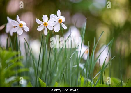 Narciso bianco fiori nel crescendo in estate parco con vegetazione verde sul backround sfocata. Foto Stock