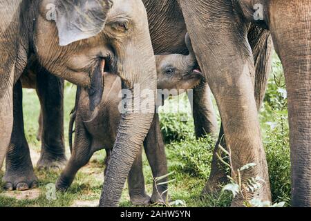 Giocoso baby elephant nel mezzo di allevamento. La fauna selvatica animali in Sri Lanka. Foto Stock