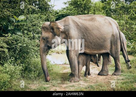 Elephant madre con bambino. La fauna selvatica animali in Sri Lanka. Foto Stock