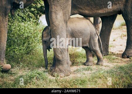 Elephant madre con bambino. La fauna selvatica animali in Sri Lanka. Foto Stock