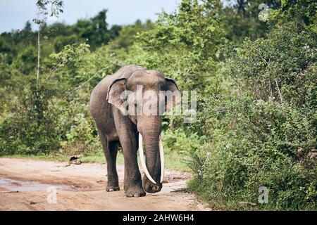 Majestic elephant con zanne lunghe passeggiate sulla strada sterrata. La fauna animale in Sri Lanka. Foto Stock