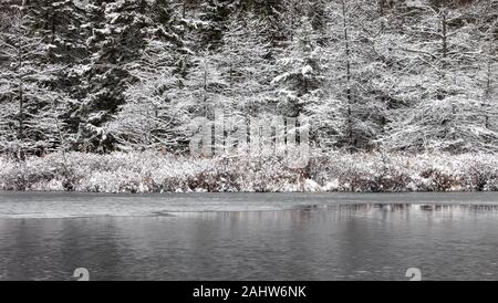 London, Canada - 31 dicembre 2019. Una neve fresca caduta copre gli alberi del Sifton Bog, una zona sensibile dal punto di vista ambientale si trova all'interno della citta'. Foto Stock