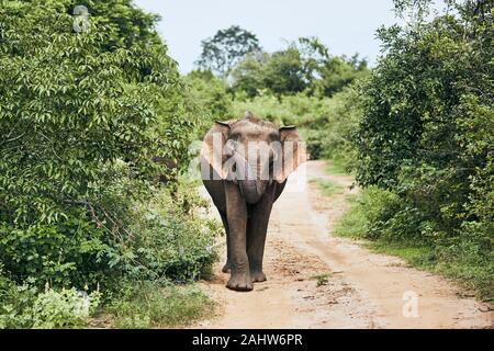 Elephant camminando sulla strada sporca. La fauna animale in Sri Lanka. Foto Stock