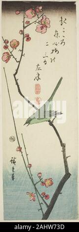 Utagawa Hiroshige. Bush trillo sul ramo di prugna. 1838-1852. Il Giappone. Colore stampa woodblock; aitanzaku Foto Stock