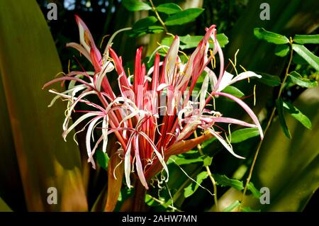 Crinum asiaticum, comunemente noto come lampadina di veleno Foto Stock