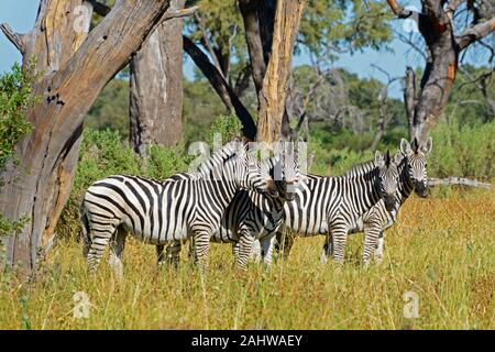 Steppenzebra, Khwai River area vicino villaggio di Mababe, Botswana / zebre, (Equus quagga) Foto Stock