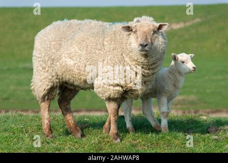 Deutschland, Schleswig-Holstein, Schafe, Jungtier, Mutterschaf, Hausschaf, (Ovis gmelini aries), Foto Stock