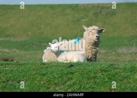 Deutschland, Schleswig-Holstein, Schafe, Jungtier, Mutterschaf, Hausschaf, (Ovis gmelini aries), Foto Stock