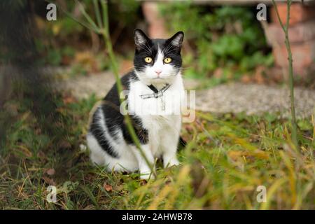 Un giovane nero e colorato di bianco gatto seduto Foto Stock